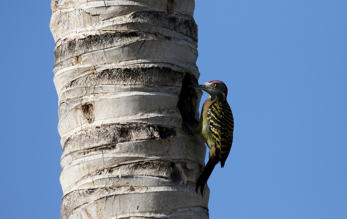 Hispaniolan Woodpecker - ML152664791