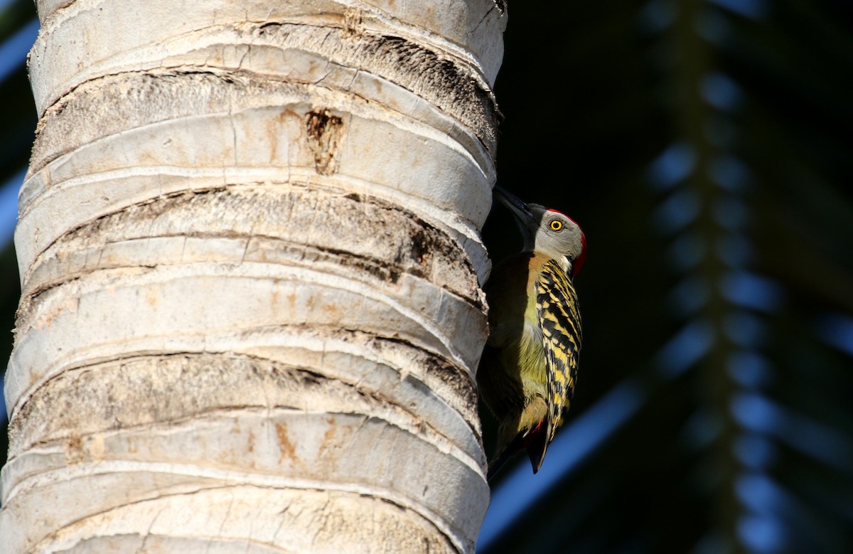 Hispaniolan Woodpecker - ML152664991