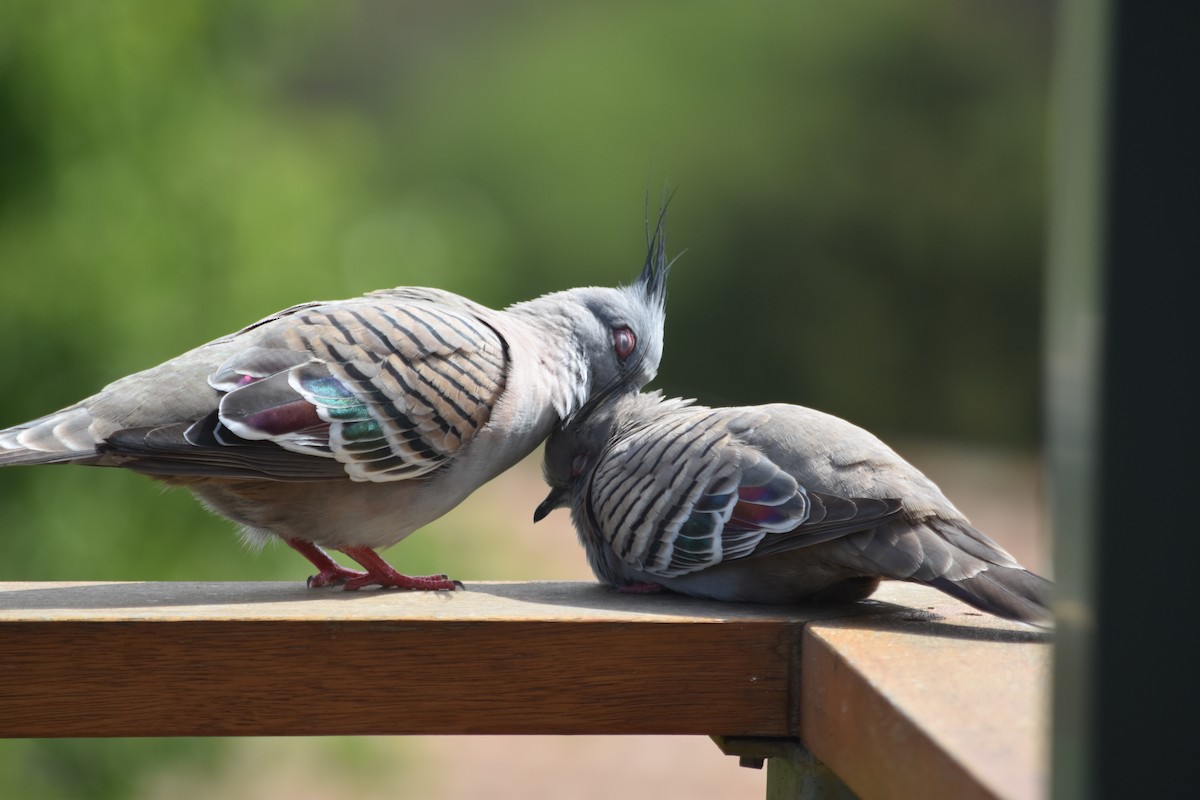Crested Pigeon - ML152665011