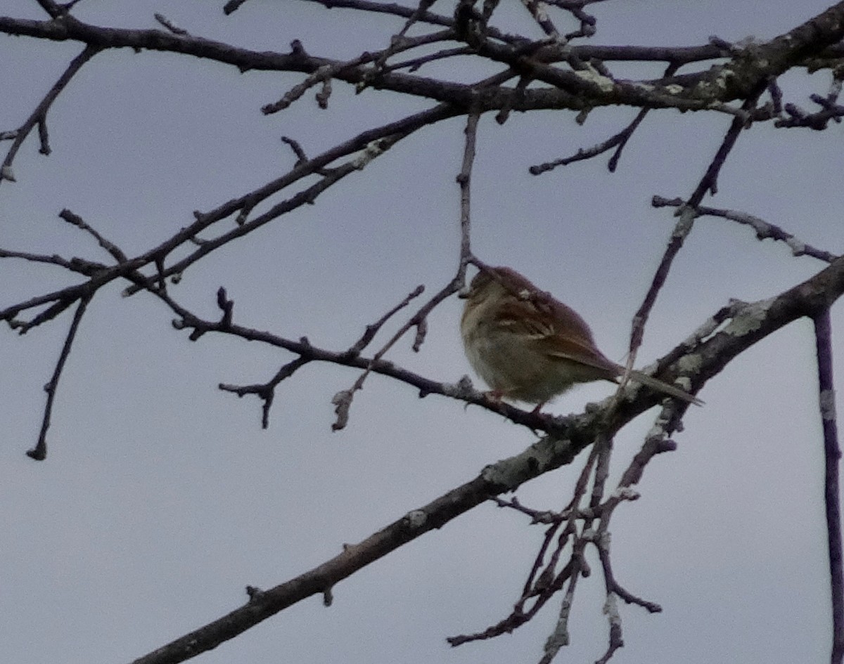 Field Sparrow - Susan Iannucci