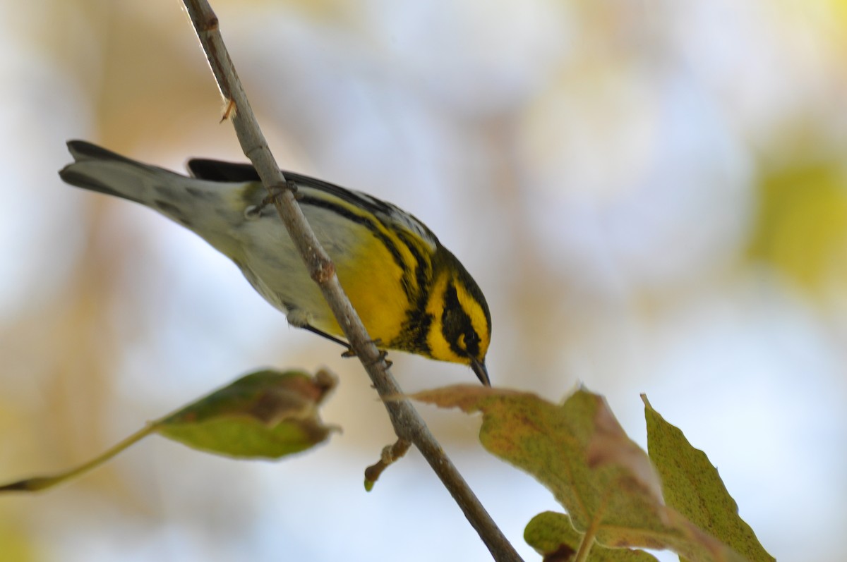 Townsend's Warbler - Ryan O'Donnell