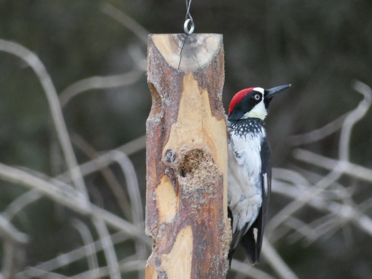 Acorn Woodpecker - Lynn Wysocki-Smith