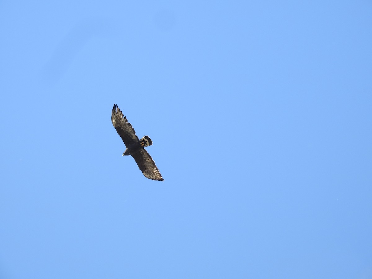 Zone-tailed Hawk - Steve Clark
