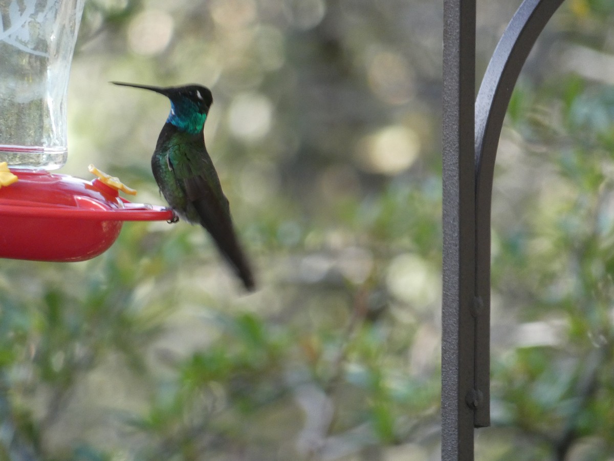 hummingbird sp. - Lynn Wysocki-Smith