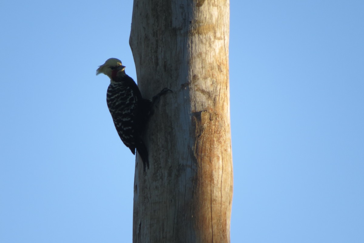 Blond-crested Woodpecker - ML152667231