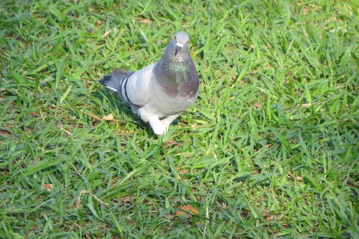 Rock Pigeon (Feral Pigeon) - ML152667561