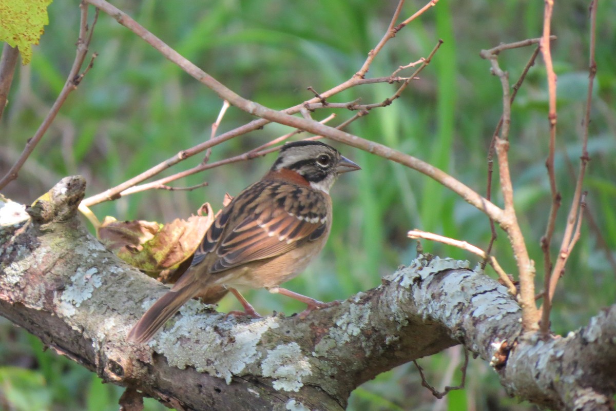 Rufous-collared Sparrow - Kelly Caroline Soares Pereira