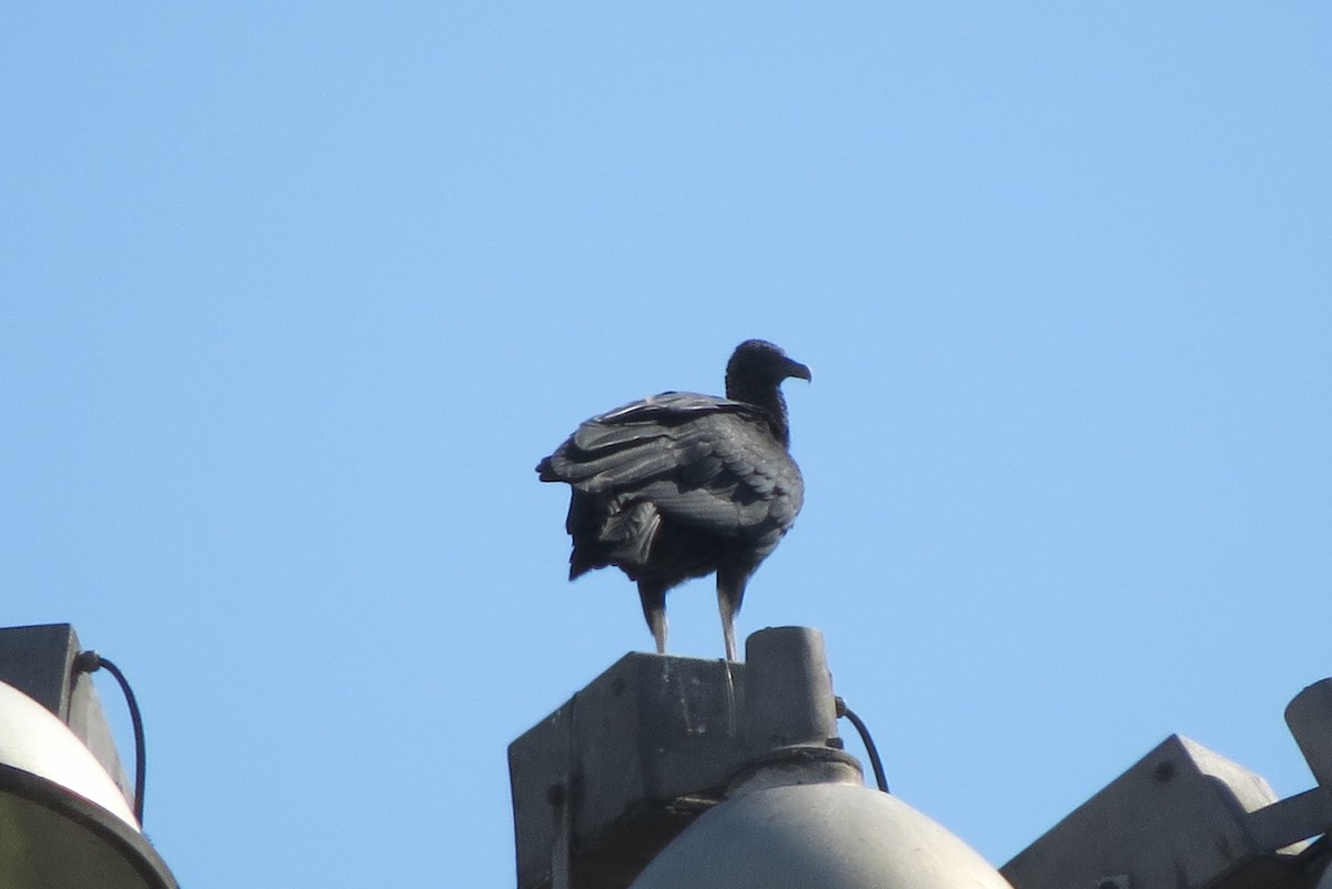 Black Vulture - ML152669161