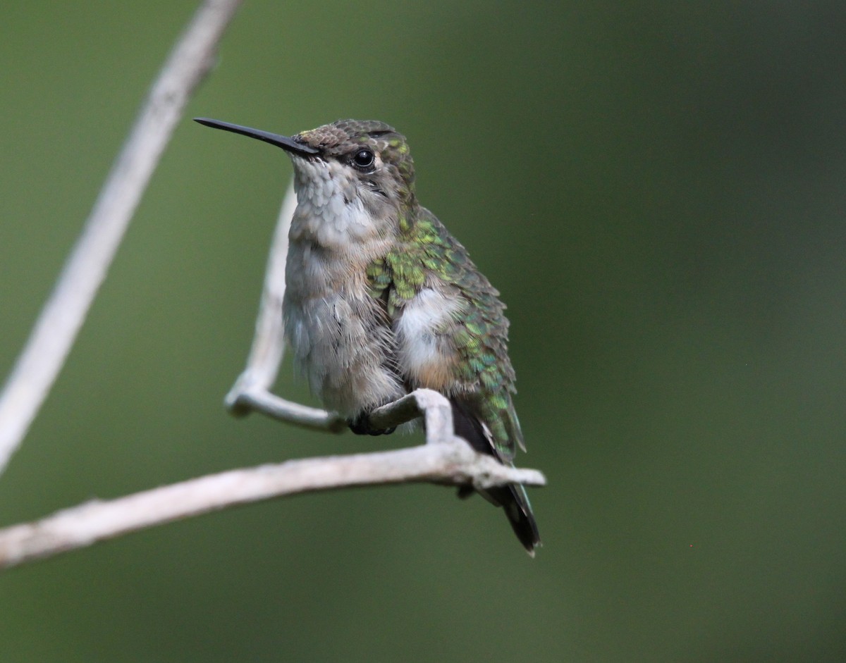 Ruby-throated Hummingbird - Tom Younkin