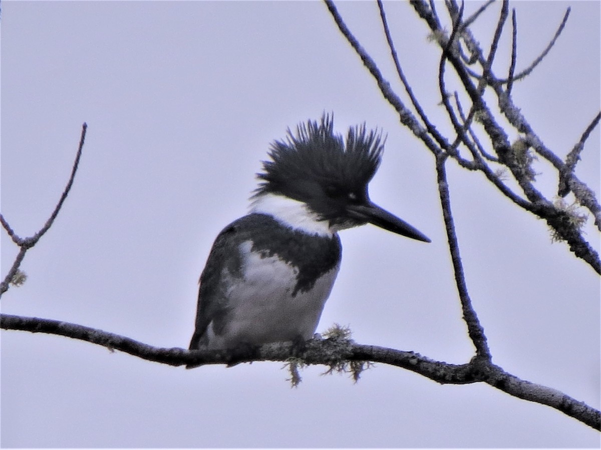 Belted Kingfisher - Jerry Smith