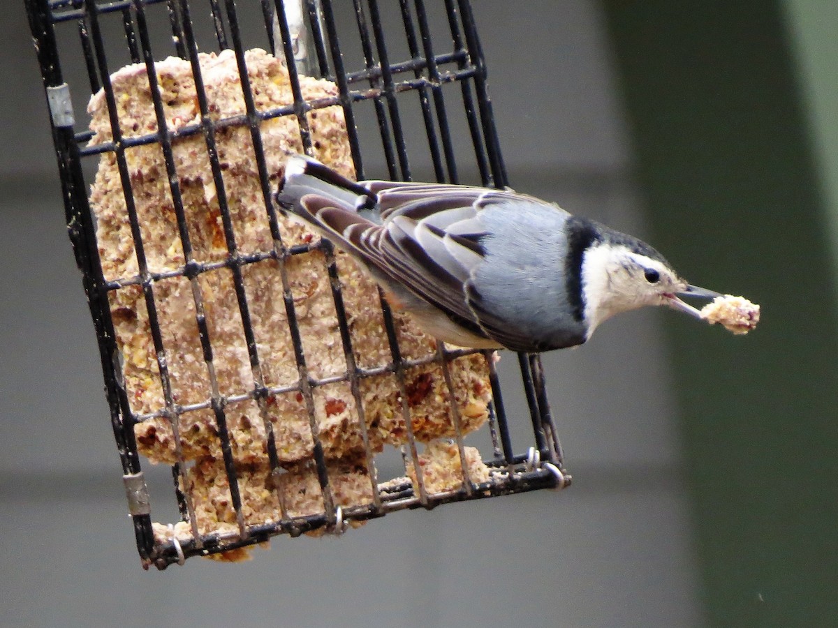 White-breasted Nuthatch - ML152670531
