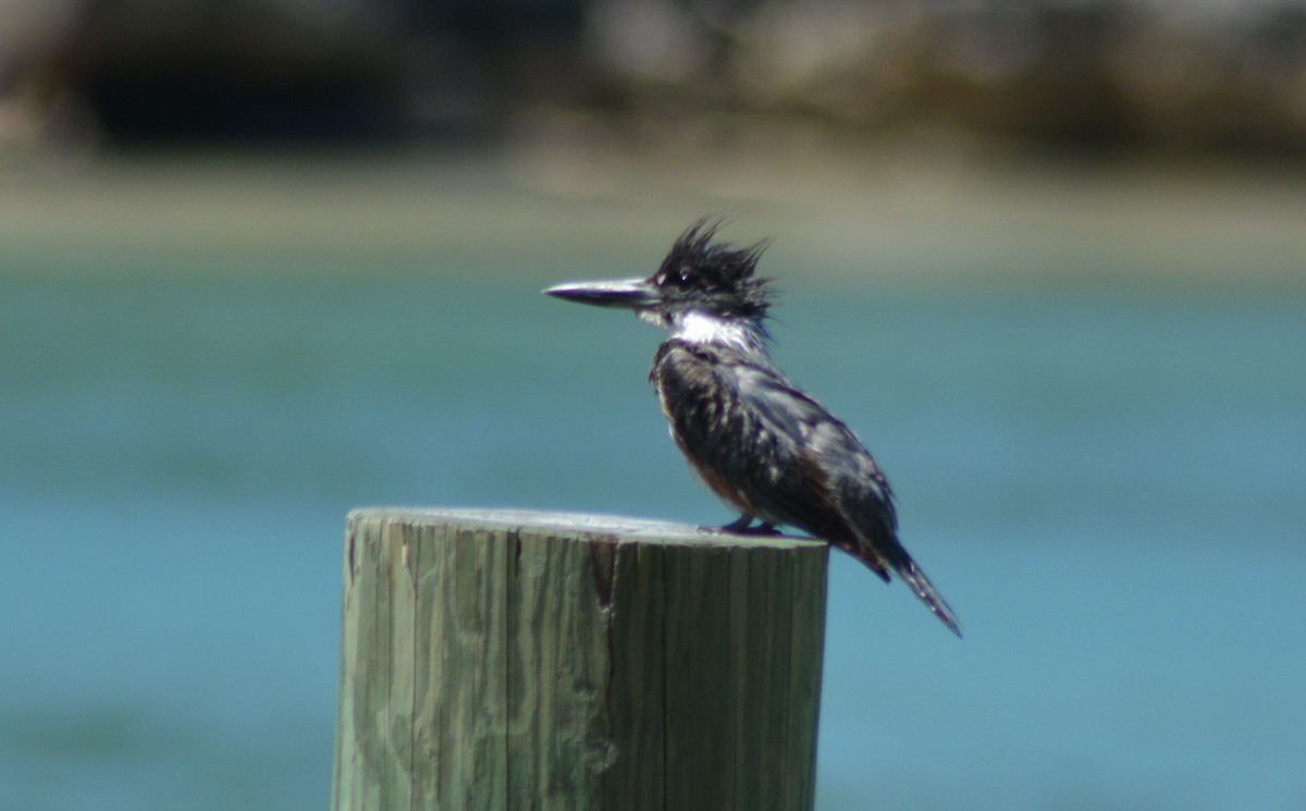 Belted Kingfisher - ML152671011