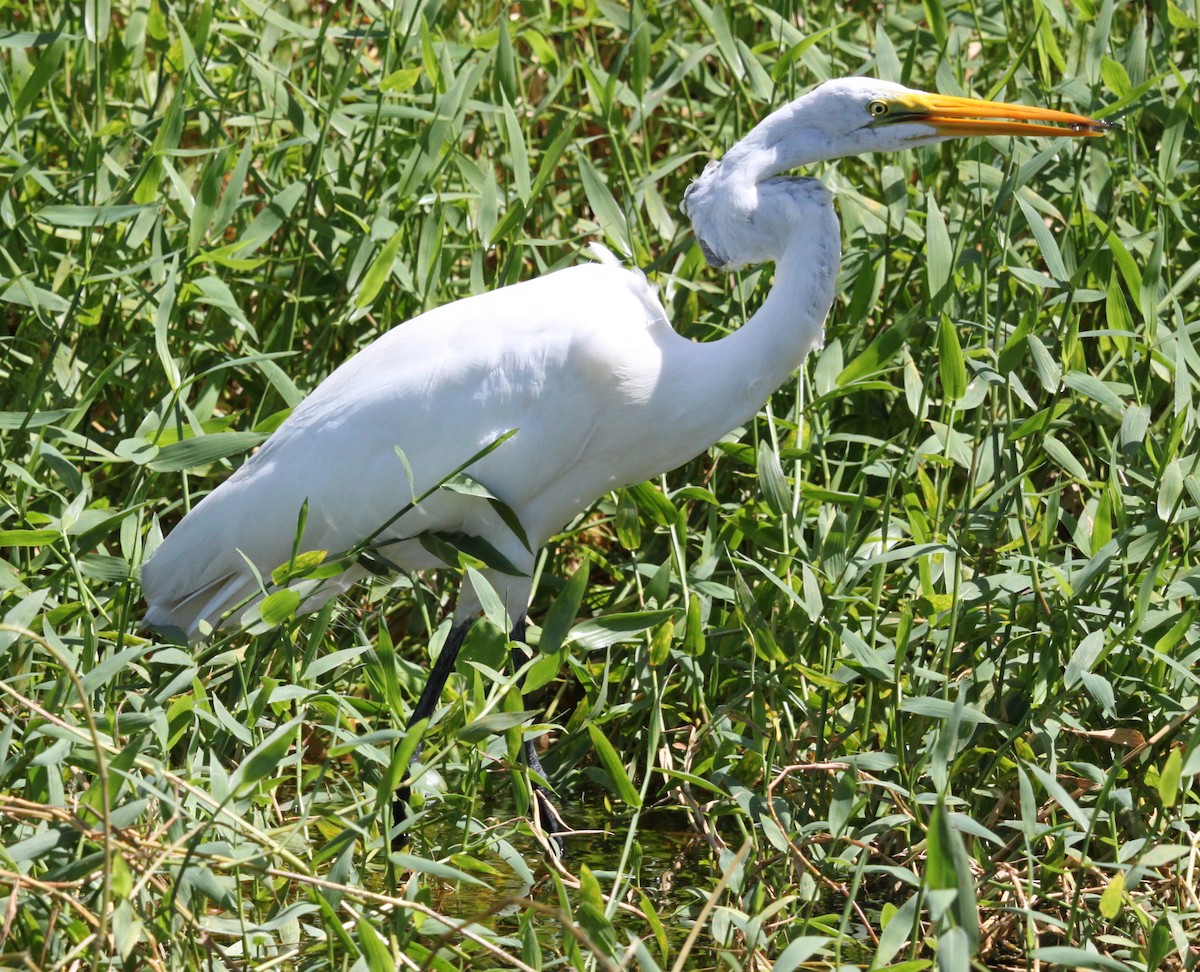 Great Egret - Tom Younkin