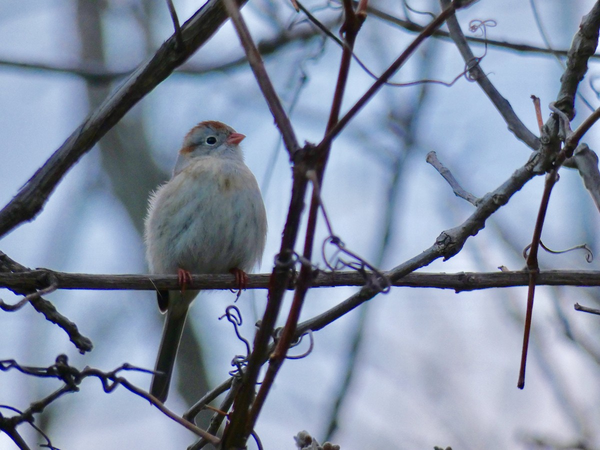 Field Sparrow - Peter L