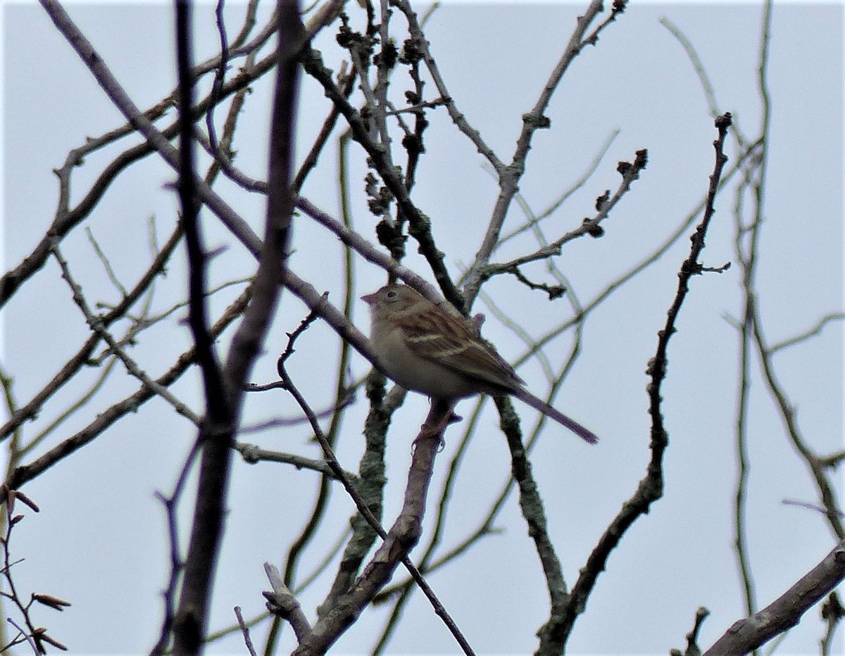 Field Sparrow - Paul Mackenzie