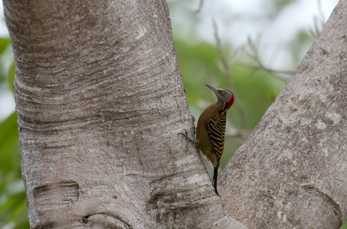 Hispaniolan Woodpecker - ML152671951