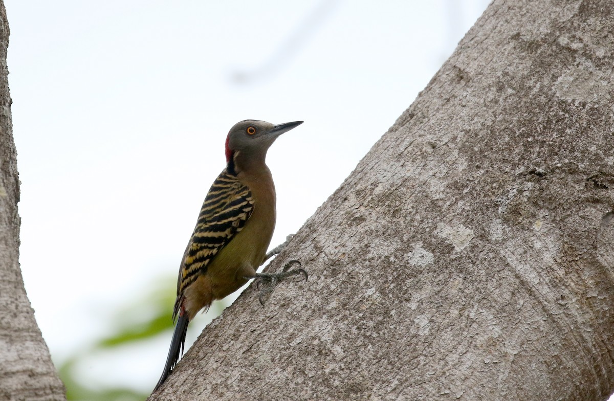 Hispaniolan Woodpecker - ML152672081