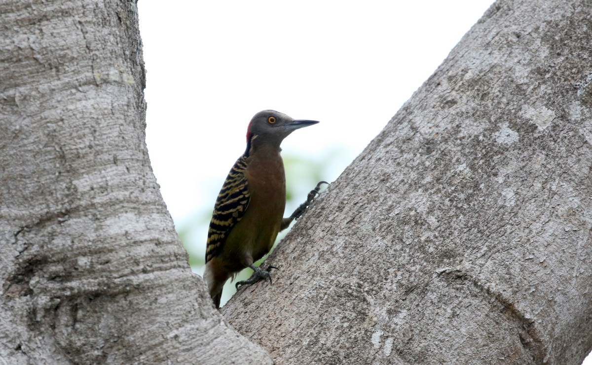Hispaniolan Woodpecker - ML152672191