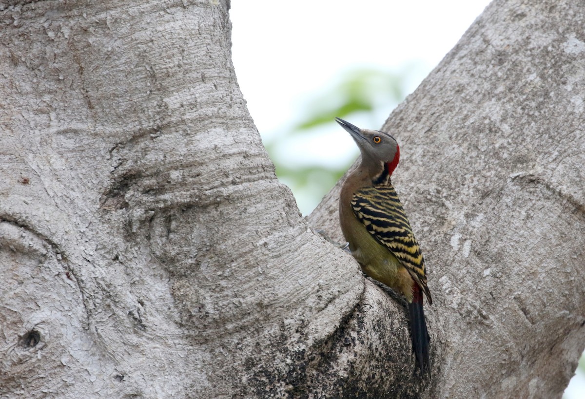 Hispaniolan Woodpecker - ML152672271