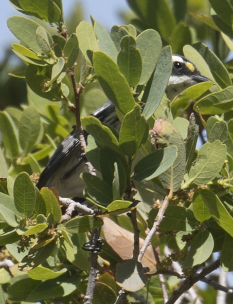 Black-throated Gray Warbler - johnny powell