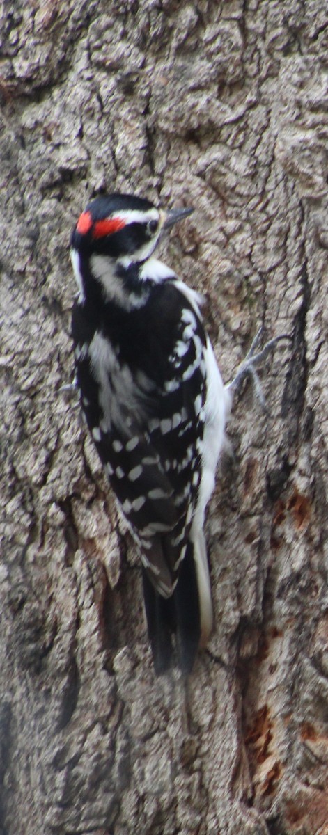 Hairy Woodpecker (Eastern) - Gerald Fix
