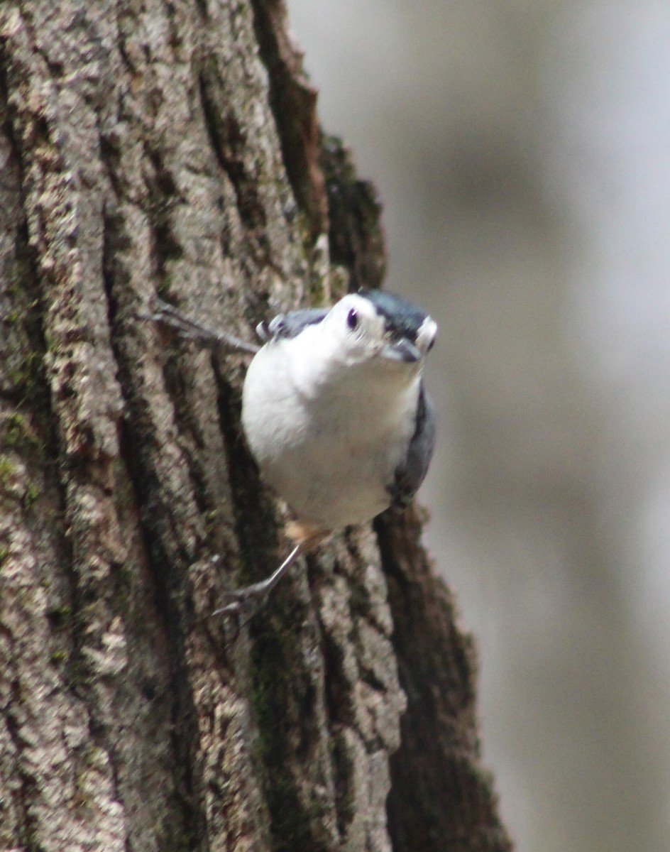White-breasted Nuthatch (Eastern) - Gerald Fix