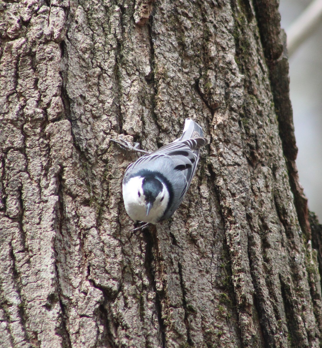 White-breasted Nuthatch (Eastern) - Gerald Fix