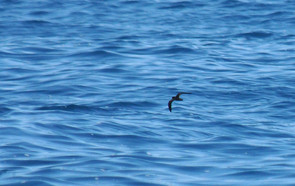 Least Storm-Petrel - Ryan O'Donnell