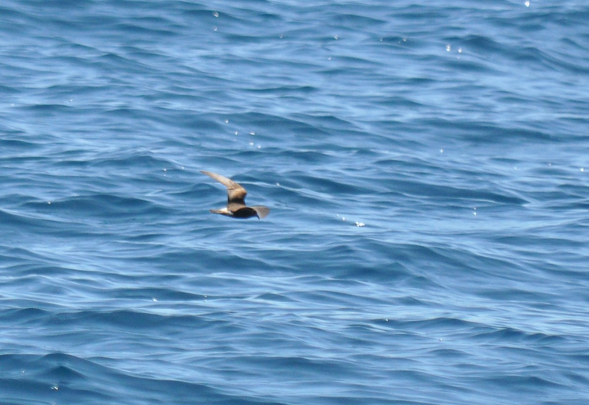 Leach's/Townsend's/Ainley's Storm-Petrel - Ryan O'Donnell