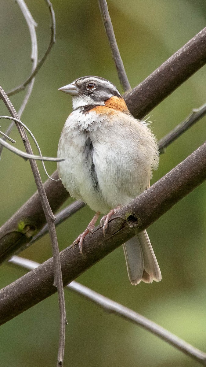 Rufous-collared Sparrow - Denis Rivard