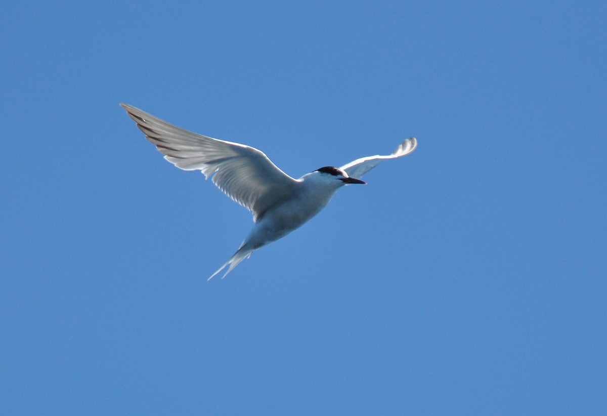 Common Tern - ML152676681