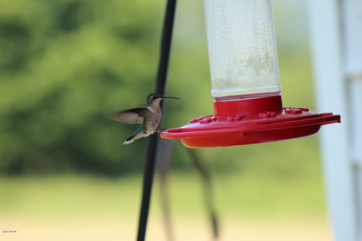 Ruby-throated Hummingbird - ML152677041