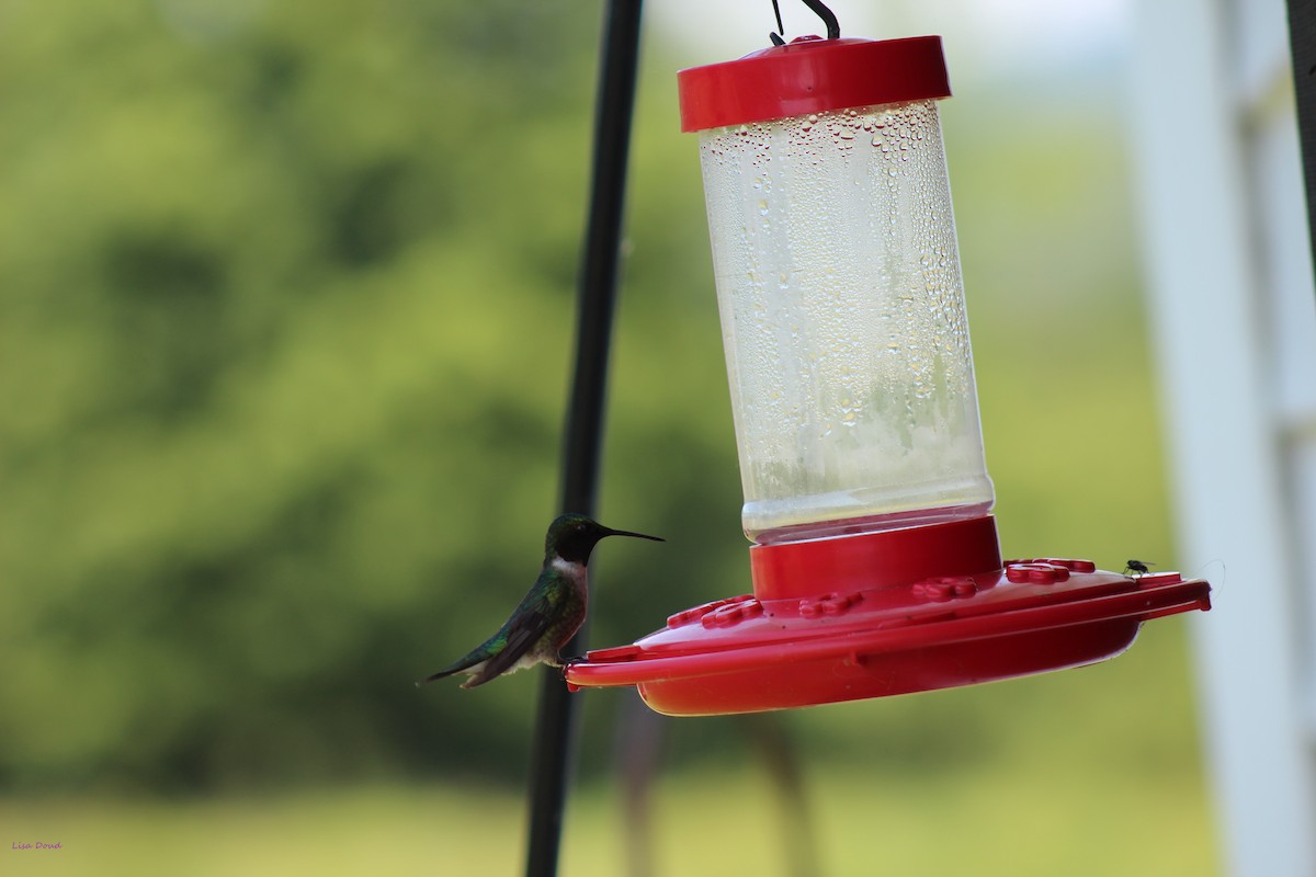 Ruby-throated Hummingbird - Lisa Doud
