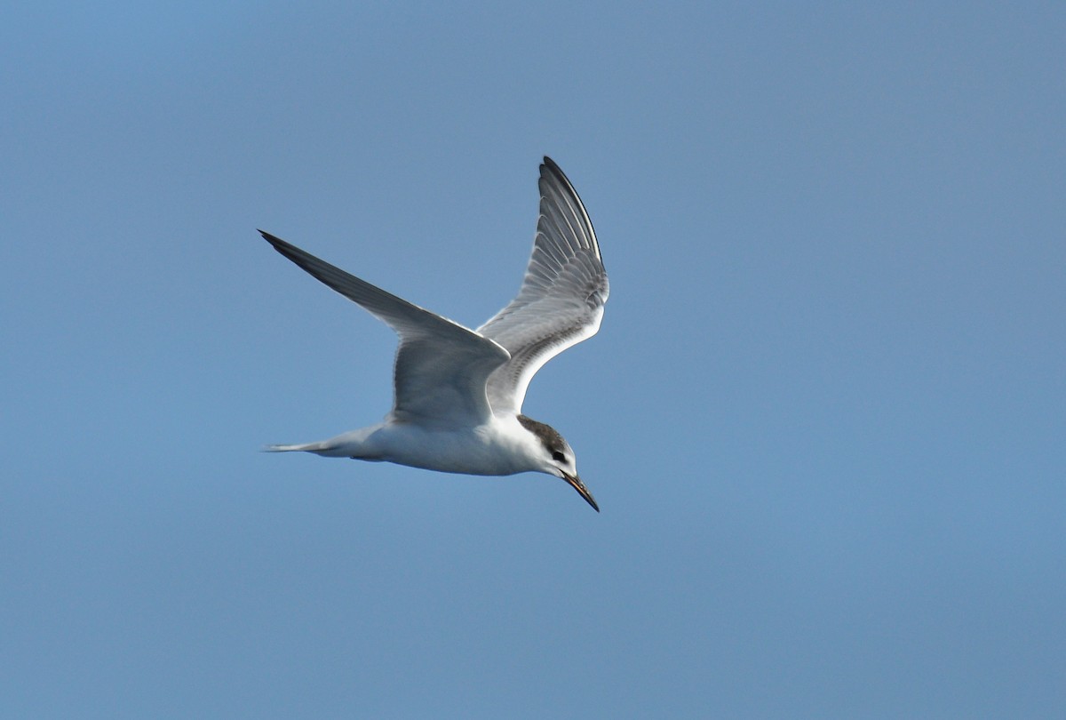 Common Tern - Ryan O'Donnell