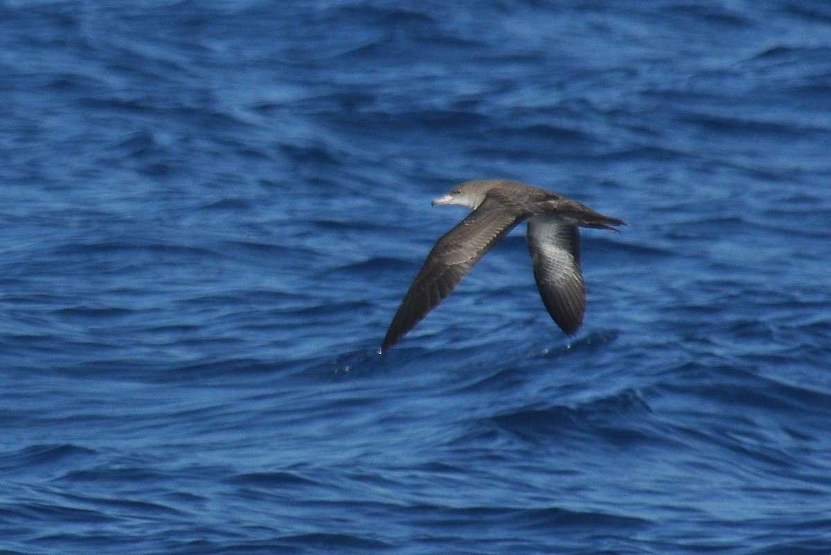 Pink-footed Shearwater - ML152677451