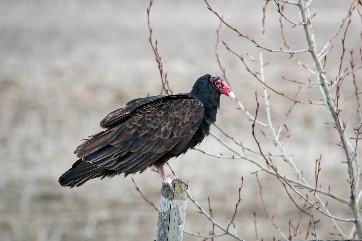 Turkey Vulture - Scott Green
