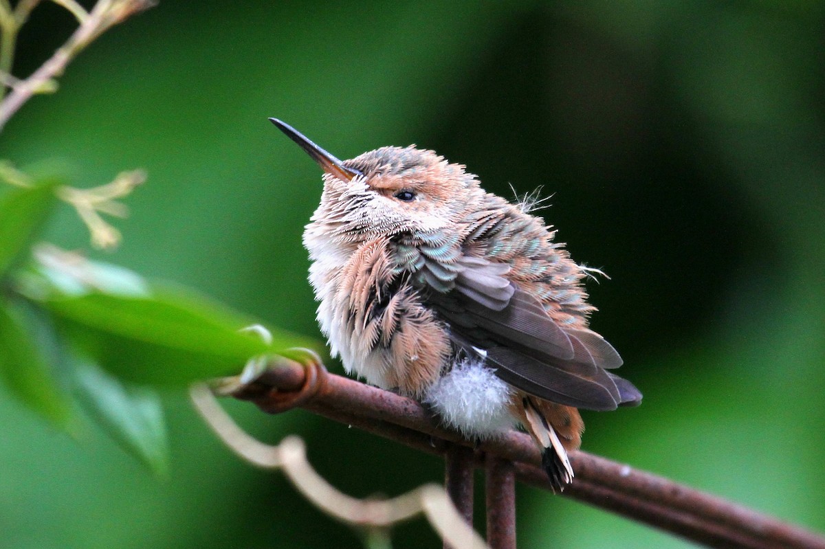 Allen's Hummingbird - Don Sterba