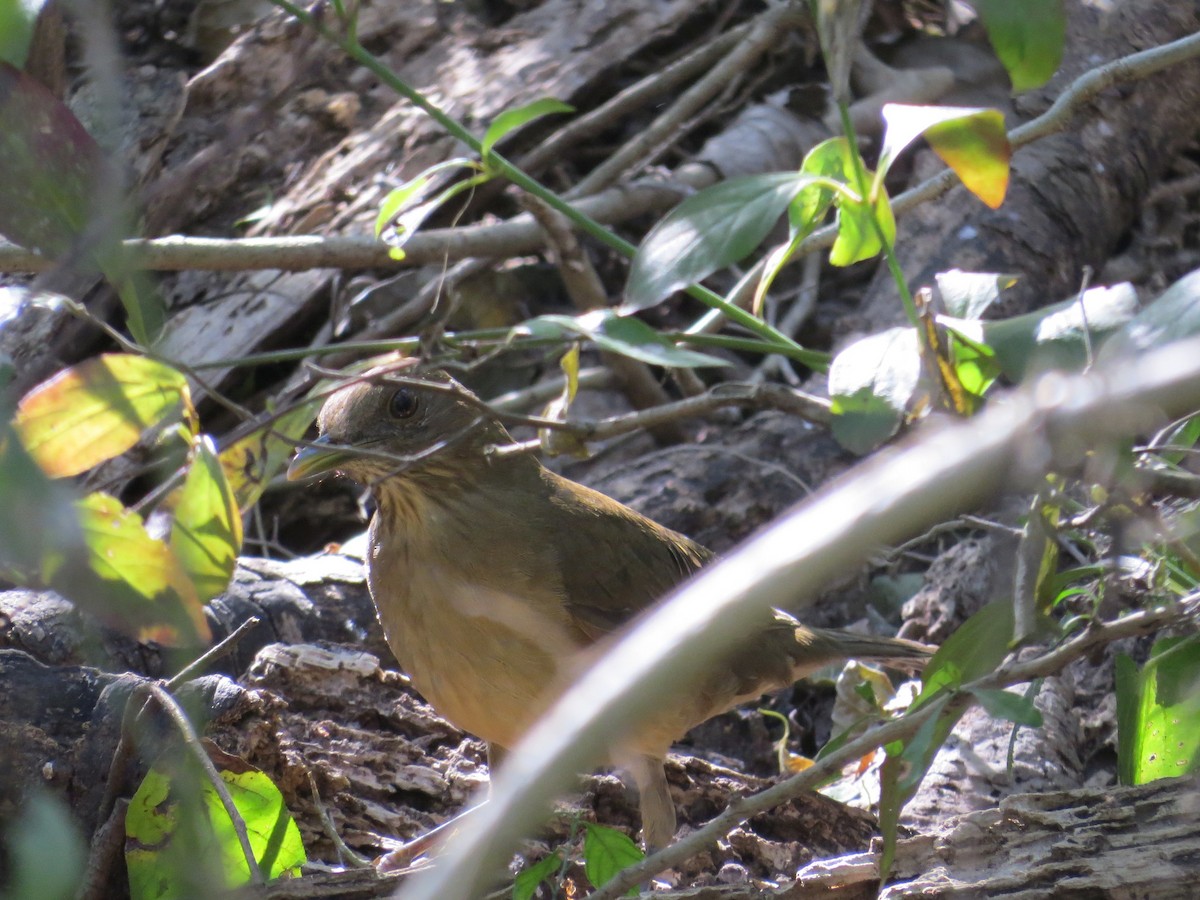 Clay-colored Thrush - Kenneth Bader