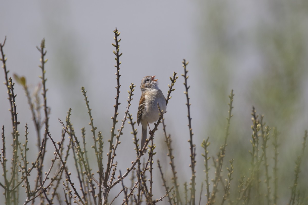 Field Sparrow - Eric Weislogel