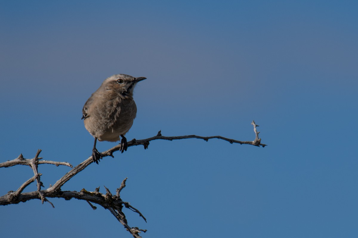 Patagonian Mockingbird - ML152679811