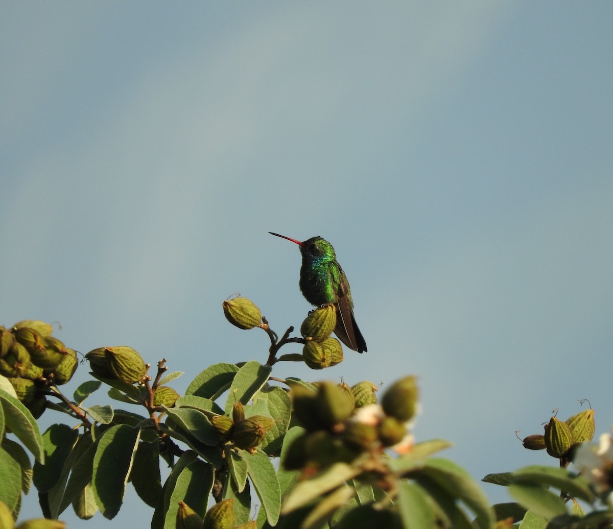 Broad-billed Hummingbird - ML152680171