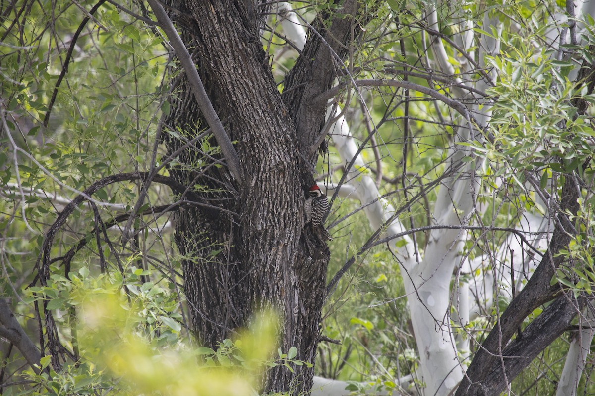 Ladder-backed Woodpecker - Holly Grant