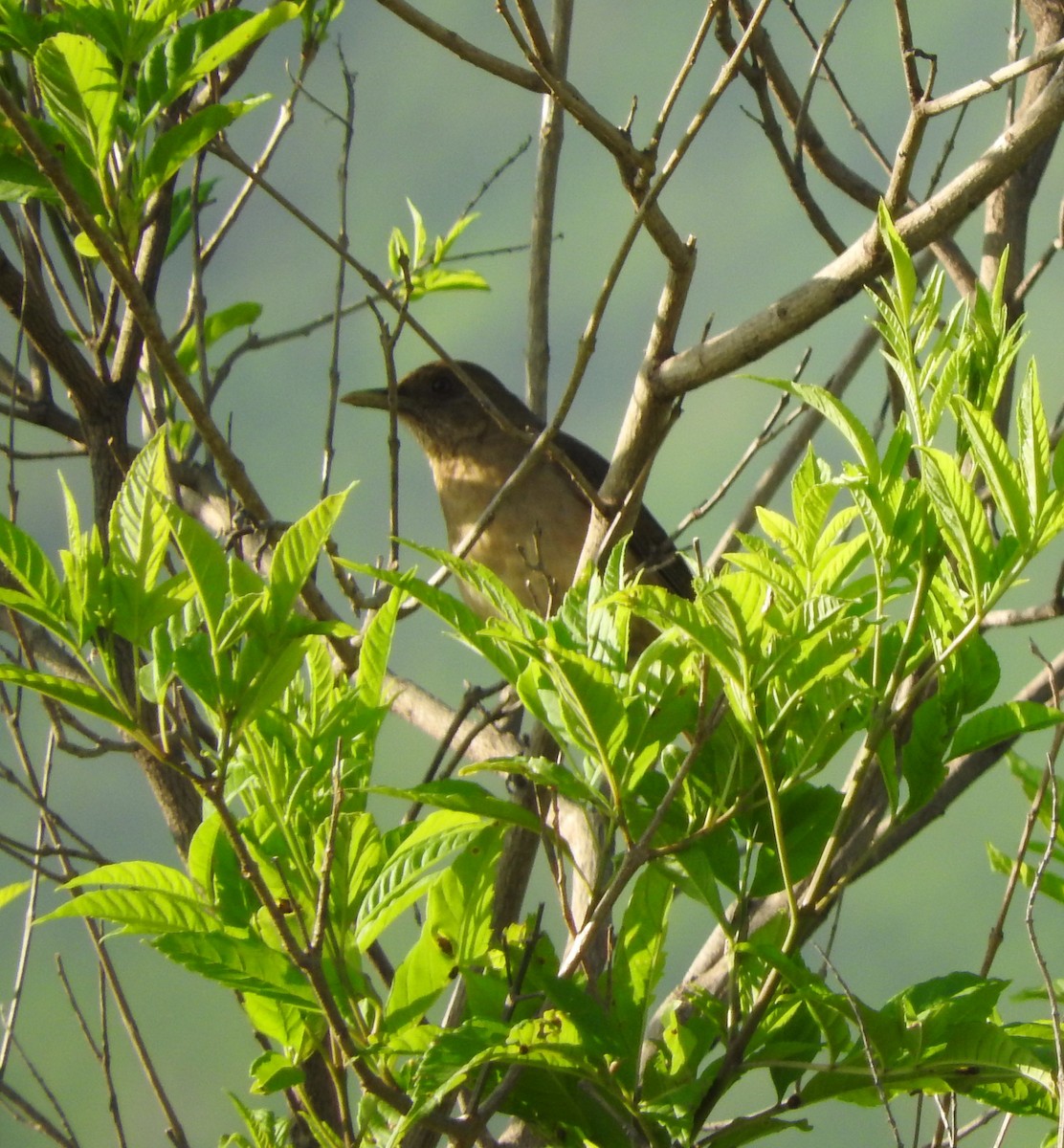 Clay-colored Thrush - Janet  Guardiola