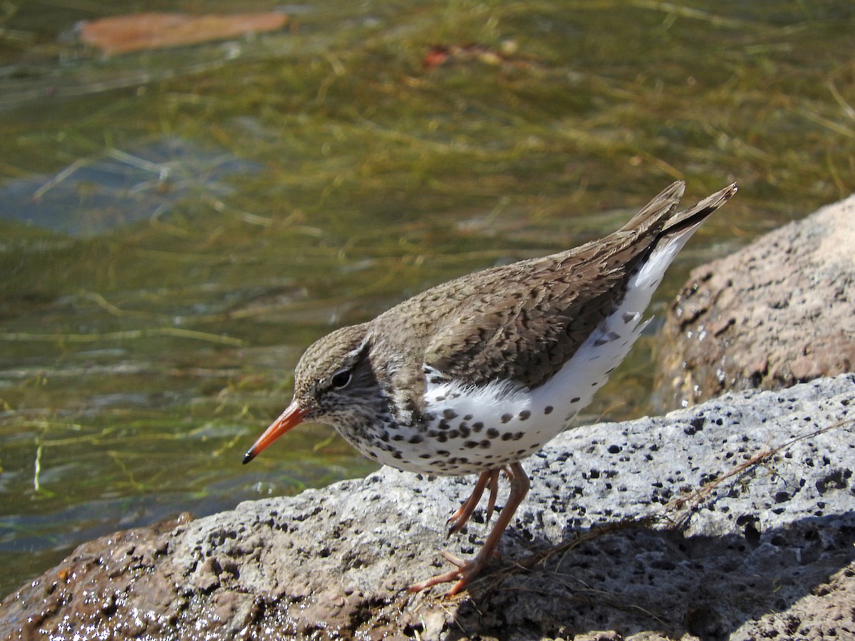 Spotted Sandpiper - Mary Brown