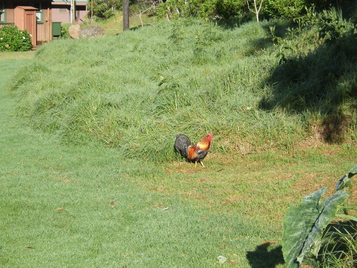 Red Junglefowl (Domestic type) - Kenneth Bader