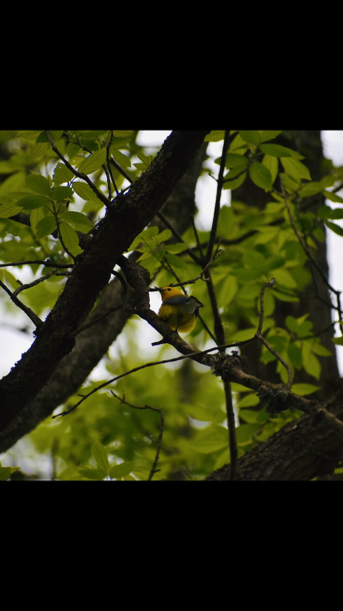 Prothonotary Warbler - Todd Schmelzenbach