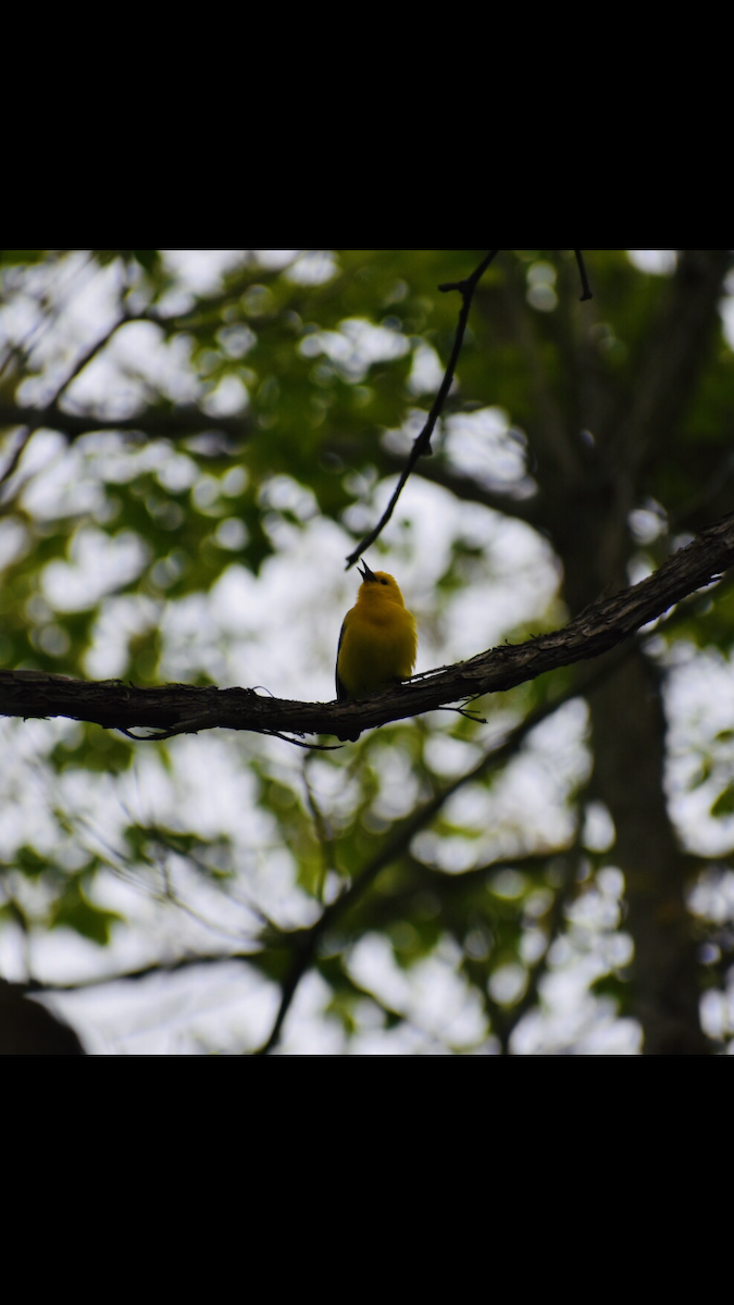 Prothonotary Warbler - ML152681951