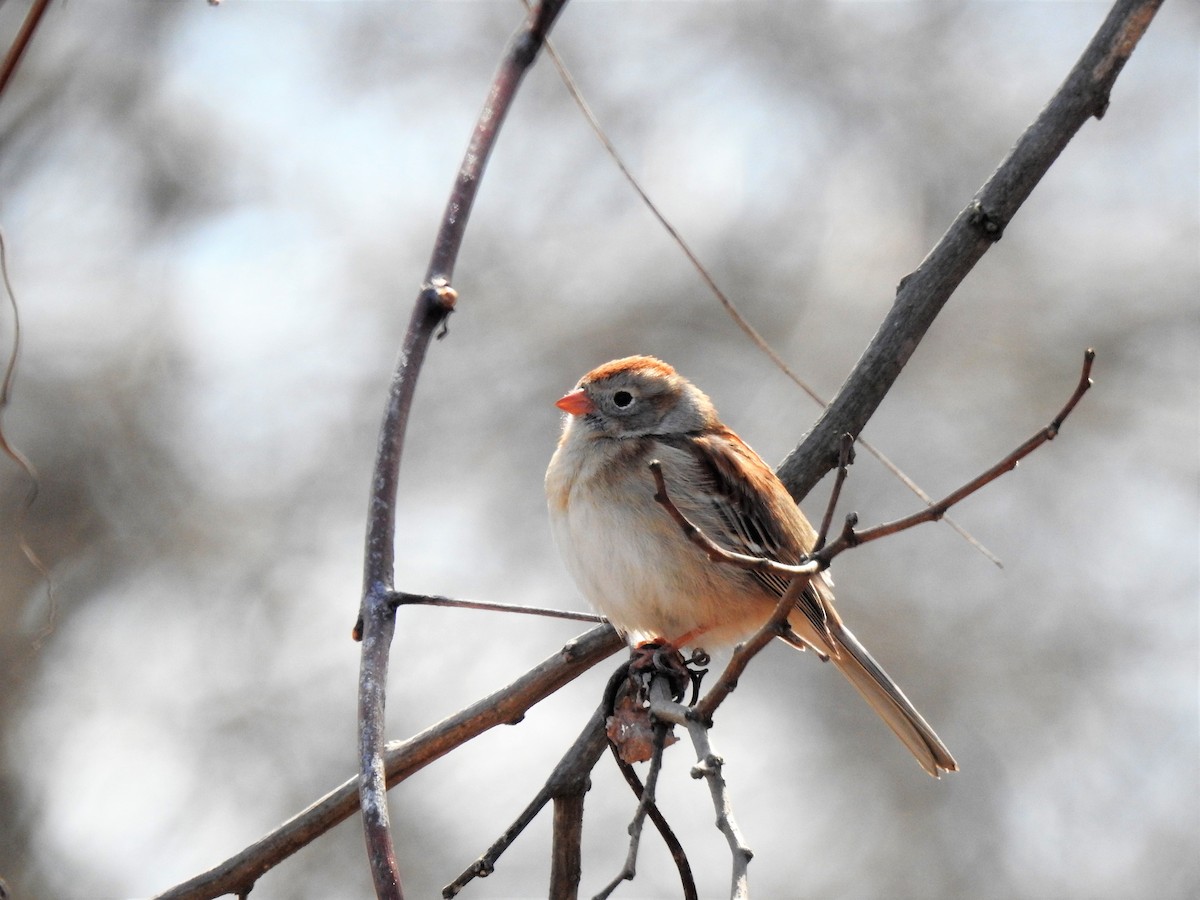 Field Sparrow - Nancy Douglas