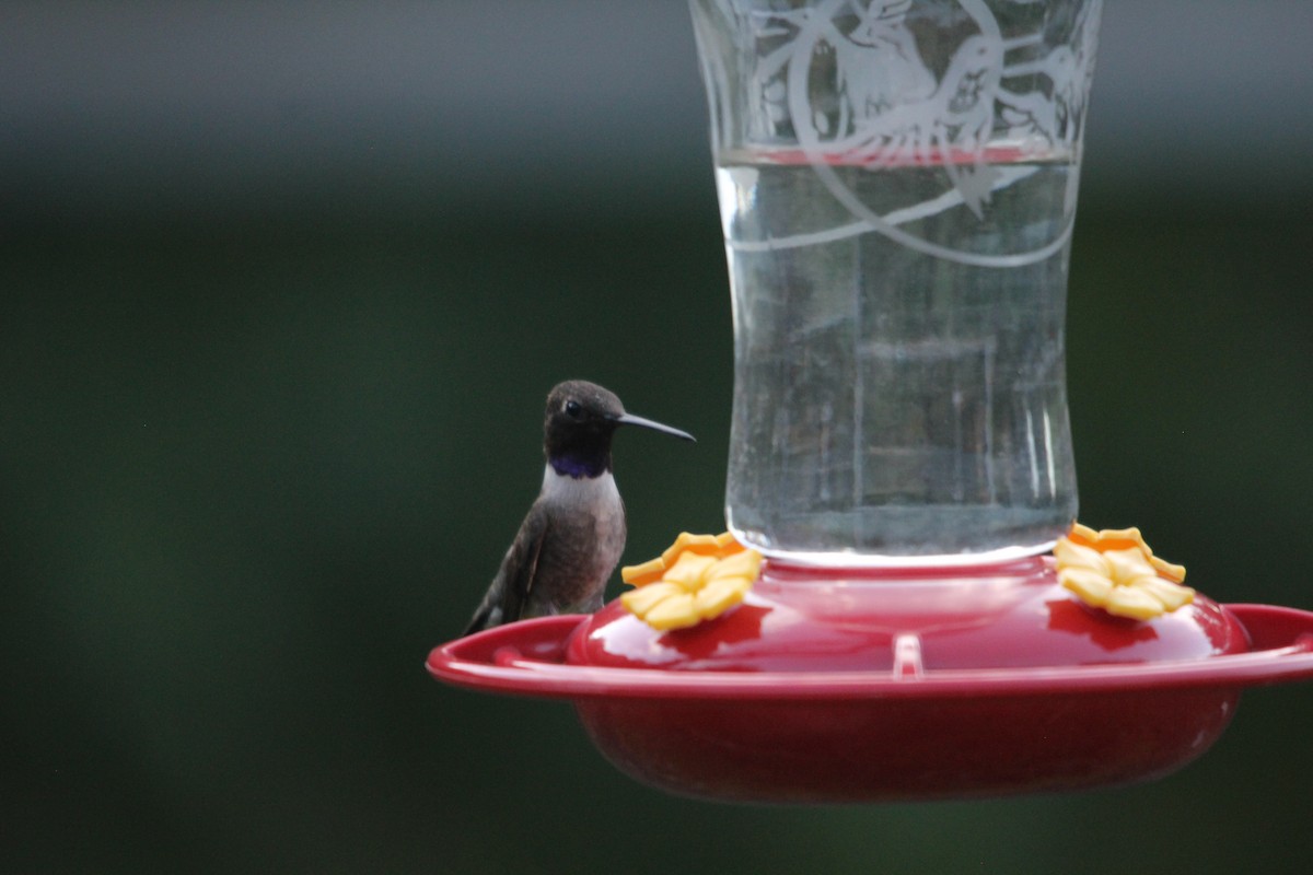 Black-chinned Hummingbird - Daniel S.