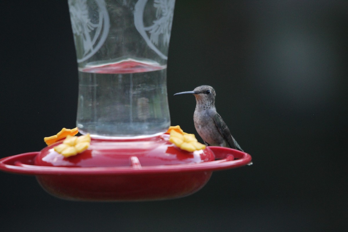 Black-chinned Hummingbird - Daniel S.
